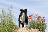 BORDER COLLIE 418